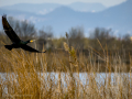 Cormorán grande - Phalacrocorax carbo - Corb marí gros