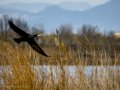 Cormorán grande - Phalacrocorax carbo - Corb marí gros