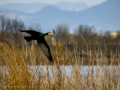 Cormorán grande - Phalacrocorax carbo - Corb marí gros