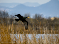 Cormorán grande - Phalacrocorax carbo - Corb marí gros