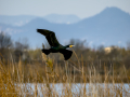 Cormorán grande - Phalacrocorax carbo - Corb marí gros