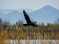 Cormorán grande - Phalacrocorax carbo - Corb marí gros