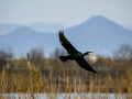 Cormorán grande - Phalacrocorax carbo - Corb marí gros