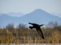 Cormorán grande - Phalacrocorax carbo - Corb marí gros