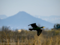 Cormorán grande - Phalacrocorax carbo - Corb marí gros