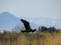 Cormorán grande - Phalacrocorax carbo - Corb marí gros