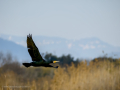 Cormorán grande - Phalacrocorax carbo - Corb marí gros