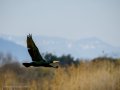 Cormorán grande - Phalacrocorax carbo - Corb marí gros