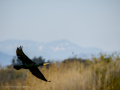 Cormorán grande - Phalacrocorax carbo - Corb marí gros