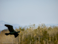 Cormorán grande - Phalacrocorax carbo - Corb marí gros
