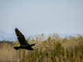 Cormorán grande - Phalacrocorax carbo - Corb marí gros