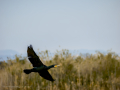 Cormorán grande - Phalacrocorax carbo - Corb marí gros