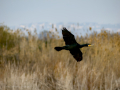 Cormorán grande - Phalacrocorax carbo - Corb marí gros