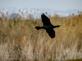 Cormorán grande - Phalacrocorax carbo - Corb marí gros