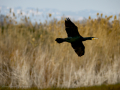 Cormorán grande - Phalacrocorax carbo - Corb marí gros