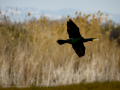 Cormorán grande - Phalacrocorax carbo - Corb marí gros