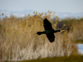 Cormorán grande - Phalacrocorax carbo - Corb marí gros