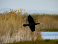 Cormorán grande - Phalacrocorax carbo - Corb marí gros