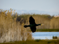 Cormorán grande - Phalacrocorax carbo - Corb marí gros