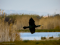 Cormorán grande - Phalacrocorax carbo - Corb marí gros