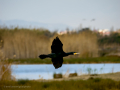 Cormorán grande - Phalacrocorax carbo - Corb marí gros