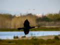 Cormorán grande - Phalacrocorax carbo - Corb marí gros