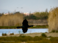 Cormorán grande - Phalacrocorax carbo - Corb marí gros