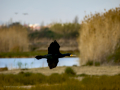 Cormorán grande - Phalacrocorax carbo - Corb marí gros