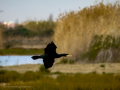 Cormorán grande - Phalacrocorax carbo - Corb marí gros