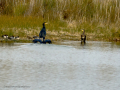 Cormorán grande - Phalacrocorax carbo - Corb marí gros