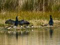 Cormorán grande - Phalacrocorax carbo - Corb marí gros