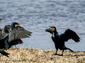 Cormorán grande - Phalacrocorax carbo - Corb marí gros