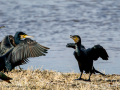 Cormorán grande - Phalacrocorax carbo - Corb marí gros