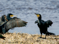 Cormorán grande - Phalacrocorax carbo - Corb marí gros