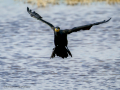 Cormorán grande - Phalacrocorax carbo - Corb marí gros