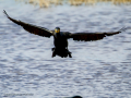 Cormorán grande - Phalacrocorax carbo - Corb marí gros