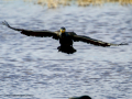 Cormorán grande - Phalacrocorax carbo - Corb marí gros
