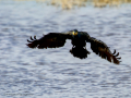 Cormorán grande - Phalacrocorax carbo - Corb marí gros