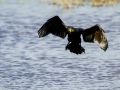 Cormorán grande - Phalacrocorax carbo - Corb marí gros