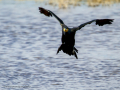 Cormorán grande - Phalacrocorax carbo - Corb marí gros