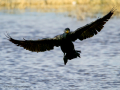 Cormorán grande - Phalacrocorax carbo - Corb marí gros