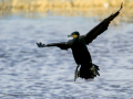 Cormorán grande - Phalacrocorax carbo - Corb marí gros