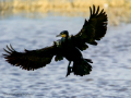 Cormorán grande - Phalacrocorax carbo - Corb marí gros