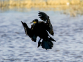 Cormorán grande - Phalacrocorax carbo - Corb marí gros