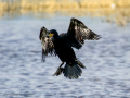 Cormorán grande - Phalacrocorax carbo - Corb marí gros