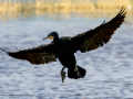 Cormorán grande - Phalacrocorax carbo - Corb marí gros