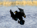 Cormorán grande - Phalacrocorax carbo - Corb marí gros
