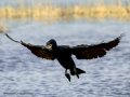 Cormorán grande - Phalacrocorax carbo - Corb marí gros