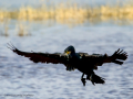 Cormorán grande - Phalacrocorax carbo - Corb marí gros
