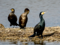 Cormorán grande - Phalacrocorax carbo - Corb marí gros